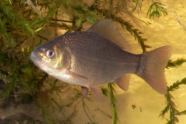 Crucian Carp