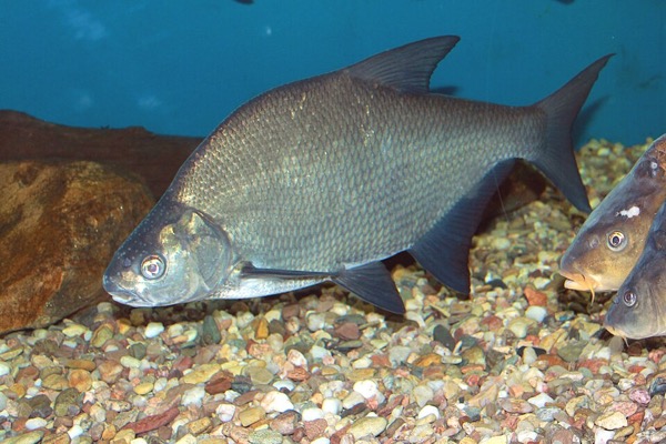 Common Bream