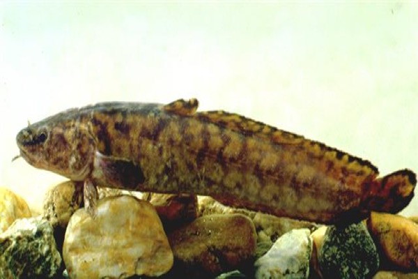 Burbot