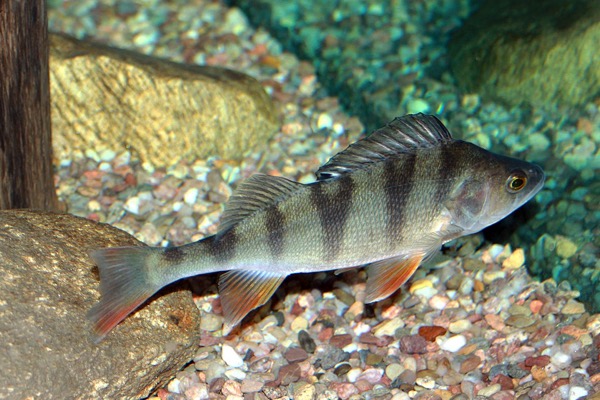 European Perch