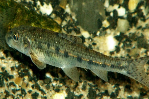 Gudgeon
