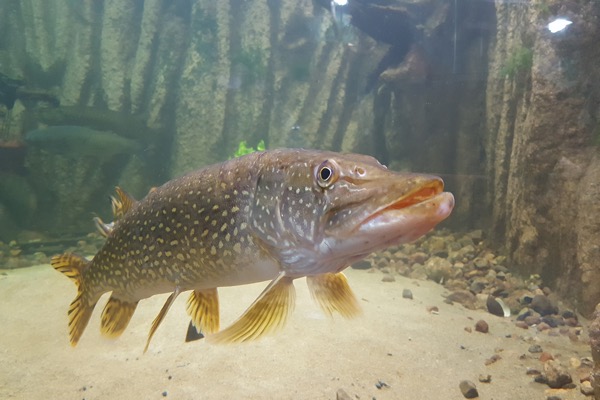 Northern Pike