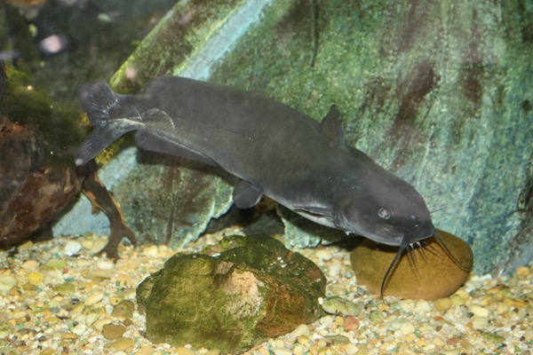 Wels Catfish